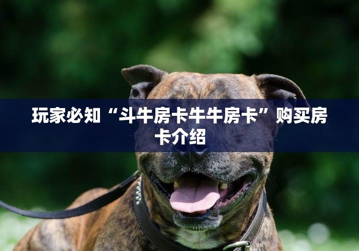 玩家必知“斗牛房卡牛牛房卡”购买房卡介绍