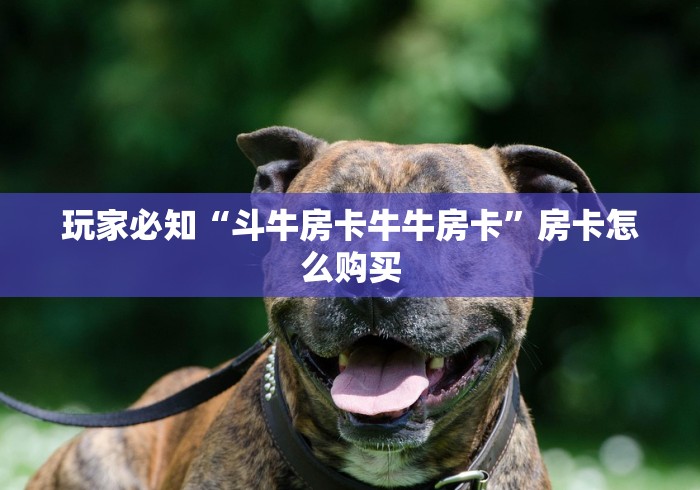 玩家必知“斗牛房卡牛牛房卡”房卡怎么购买