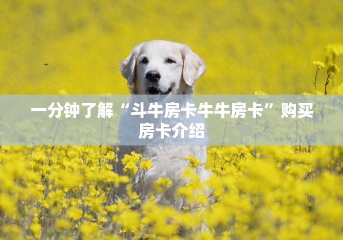 一分钟了解“斗牛房卡牛牛房卡”购买房卡介绍