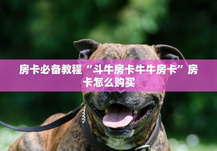 房卡必备教程“斗牛房卡牛牛房卡”房卡怎么购买