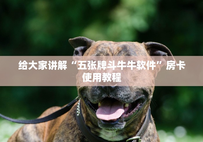 给大家讲解“五张牌斗牛牛软件”房卡使用教程