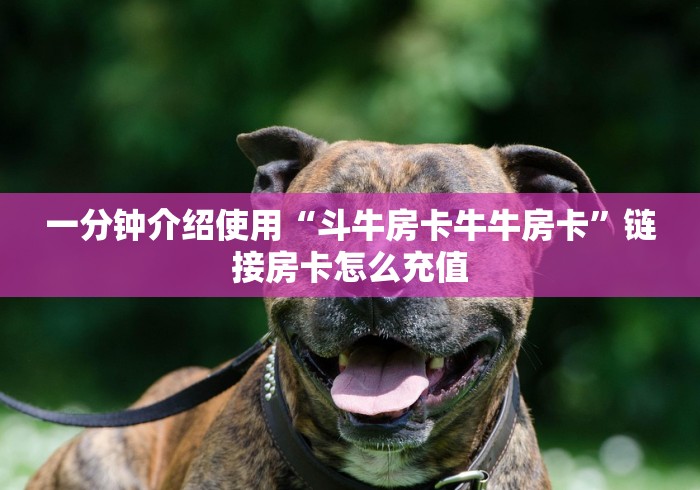 一分钟介绍使用“斗牛房卡牛牛房卡”链接房卡怎么充值