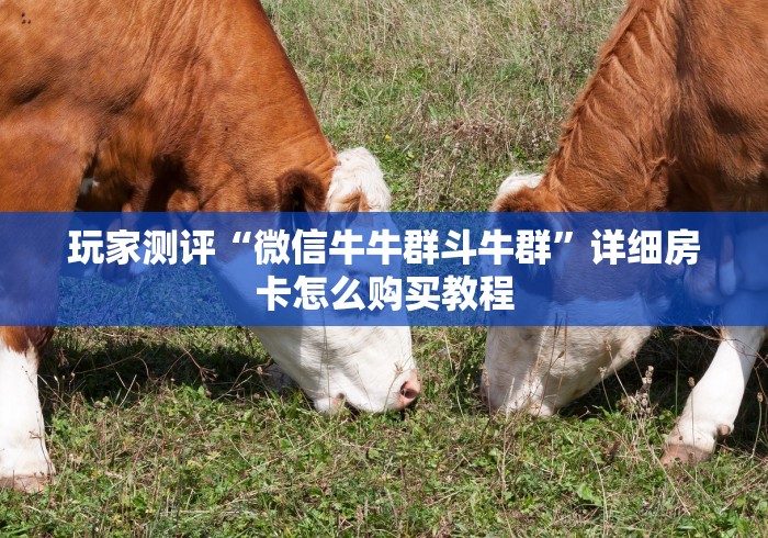 玩家测评“微信牛牛群斗牛群”详细房卡怎么购买教程 玩家测评“微信牛牛群斗牛群”详细房卡怎么购买教程