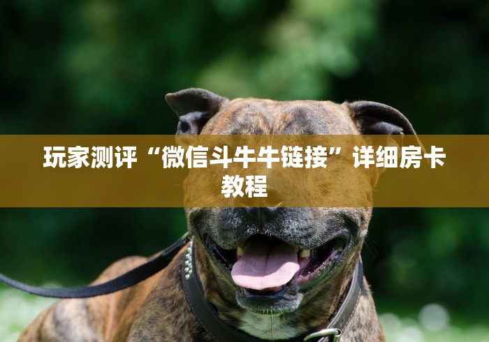 玩家测评“微信斗牛牛链接”详细房卡教程